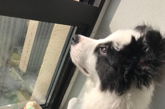 怎样训练边境牧羊犬