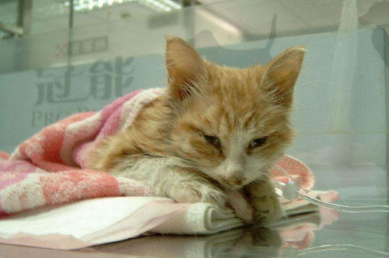 猫咪到新家要注意什么