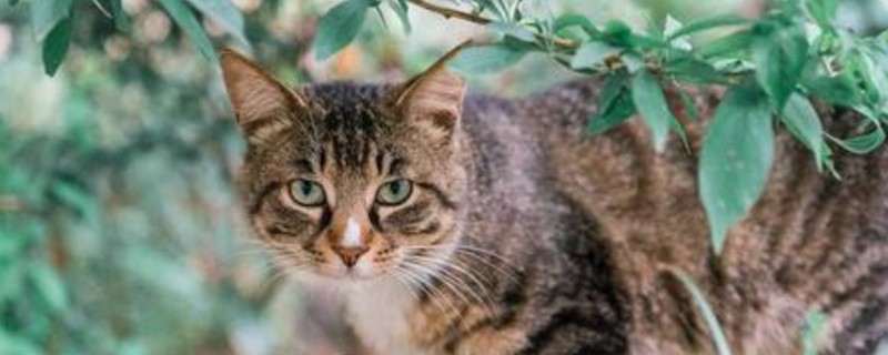 狸花猫吃米饭吗