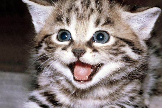 猫鼻支要死的征兆