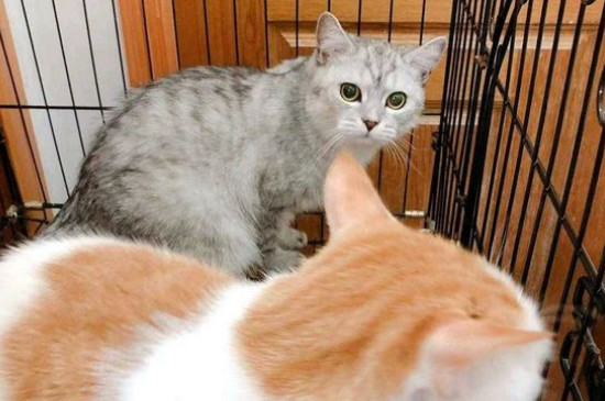 猫哪里能摸哪里不能摸
