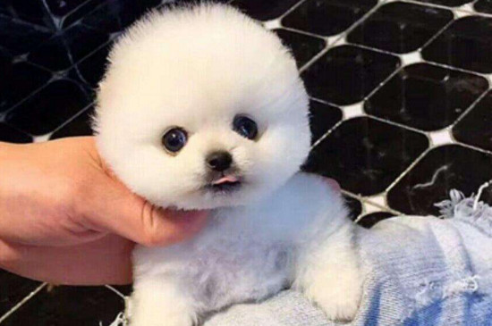 博美脱毛怎么办