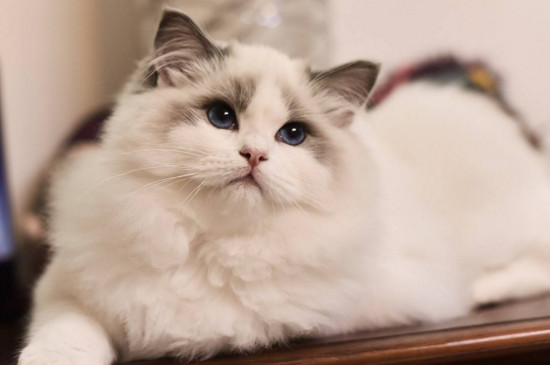 猫咪哀求的表现的叫声