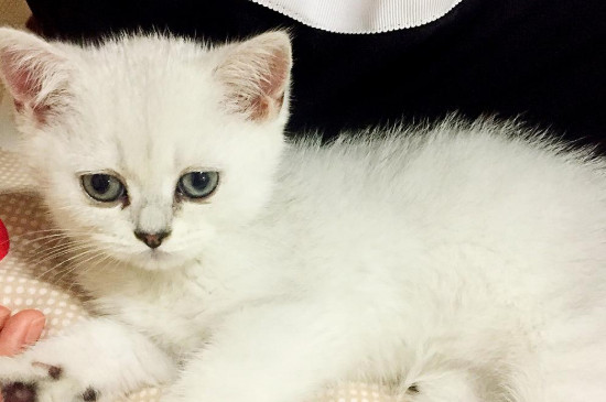 猫间歇性轻微发抖是怎么回事