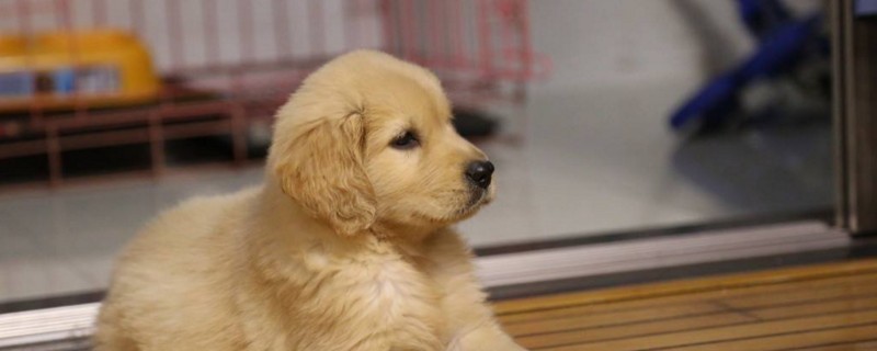 金毛幼犬能养在院子吗
