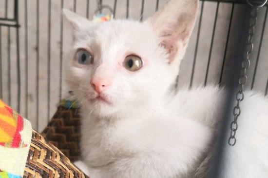猫耳朵片状脱皮