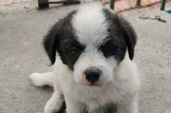 狂犬疫苗每年都要打吗，狗几年打一次狂犬疫苗