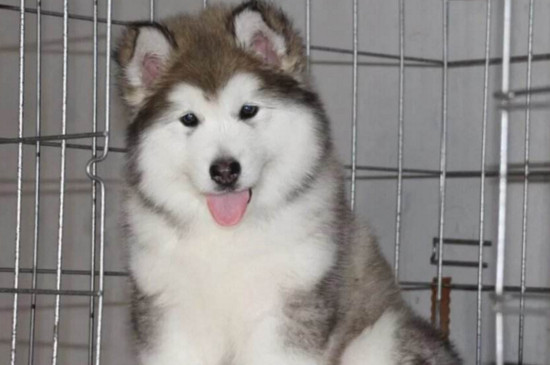 巨型阿拉斯加幼犬价格是多少