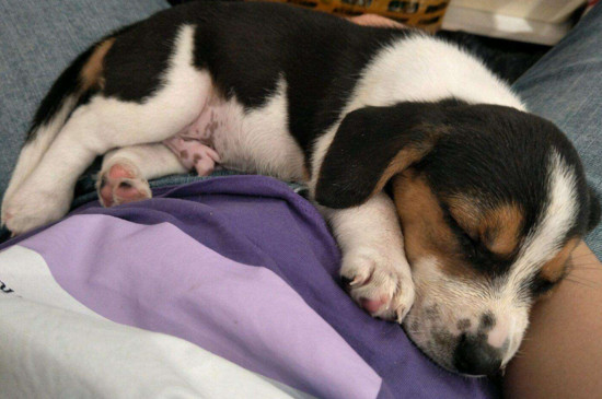 比格犬和柯基犬哪个好，柯基缺点多比格更适合家养