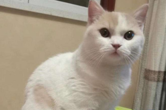 配了两天公猫没反应了的原因