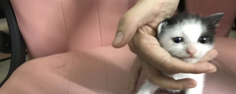 小猫猫粮要用水泡么