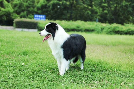 养牧羊犬的十大坏处
