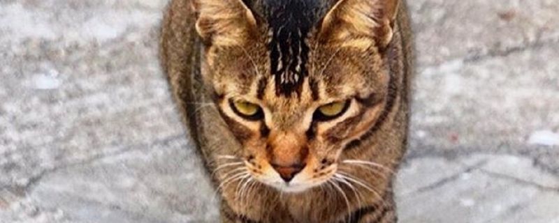 猫又吐又拉不吃不喝