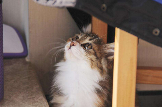猫疫苗怎么打