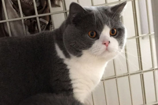 猫穿衣服的危害