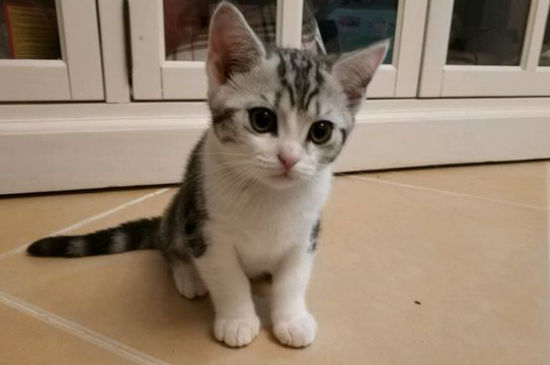 猫鼻涕带血