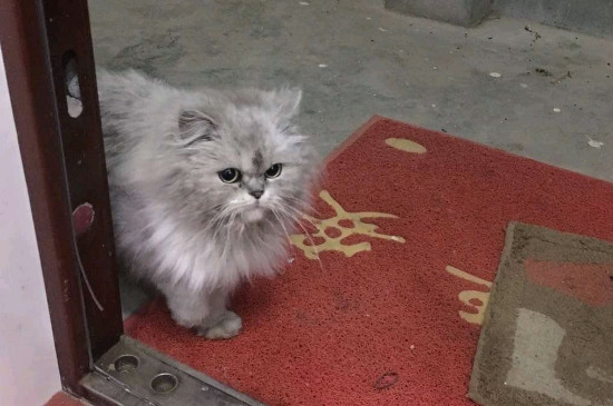 猫吃撑了是什么症状
