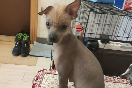 纯种中国冠毛犬价格，冠毛犬多少钱一只啊