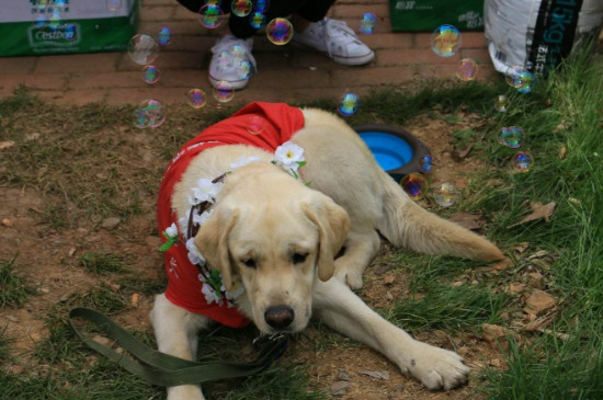 导盲犬会叫吗，导盲犬什么情况下会叫