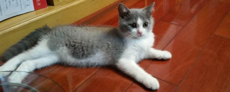 猫牙齿断了一半怎么办