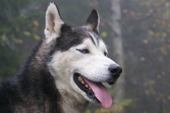 狗狗一直想吐吐不出来
