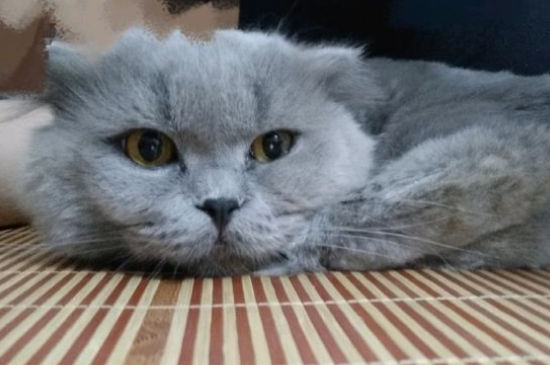 猫用身体蹭你代表什么