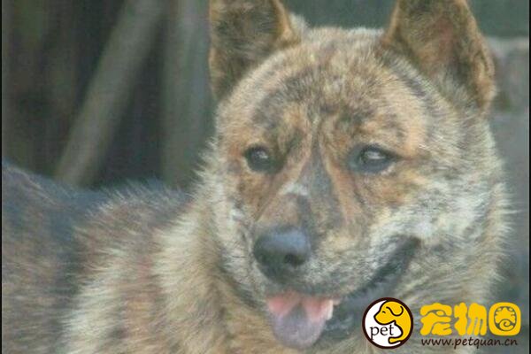 虎斑犬能旺主人，曾是清代乾隆御园十大名猎犬之一