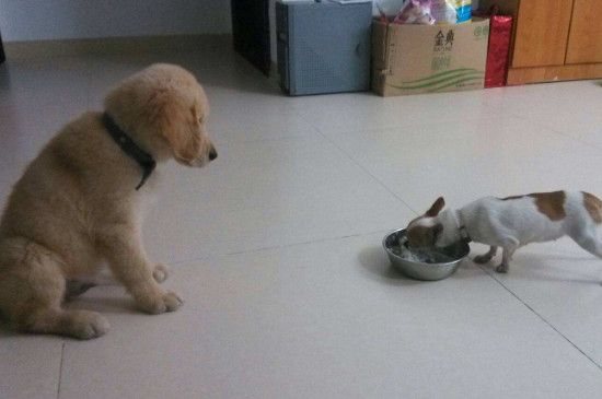 狗狗不爱吃东西
