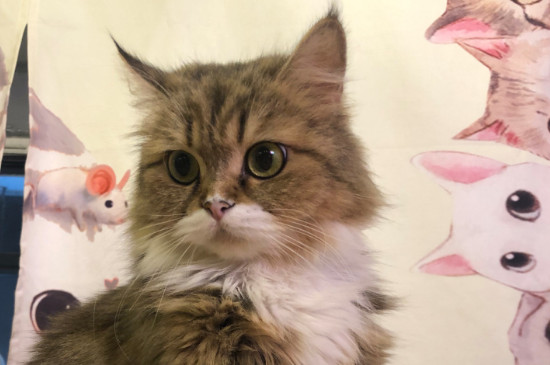 猫为什么半夜叫这么惨