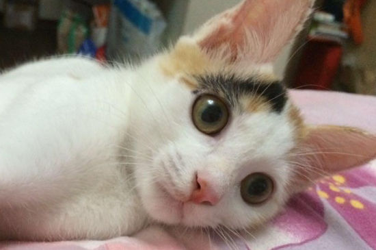 猫到预产期不生怎么办
