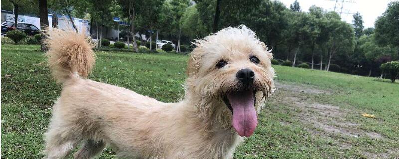 狗吃夏威夷果能自愈吗