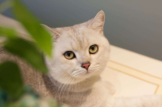 猫咪咳嗽像是卡了什么东西一样