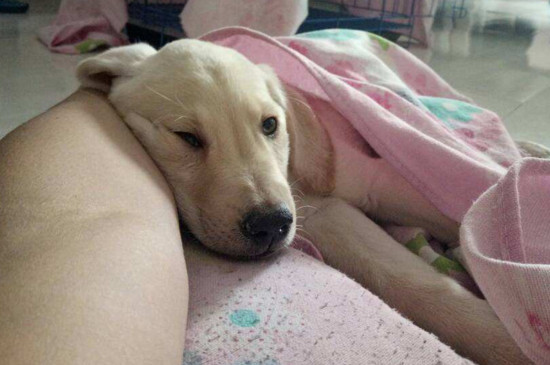 狗狗肺炎晚期注意事项