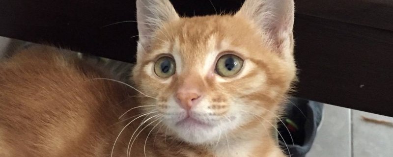 猫不停的刨猫砂还总叫