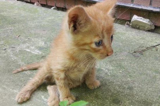 流浪小猫抓出一点点血