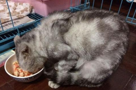 什么猫粮吃了拉屎不臭