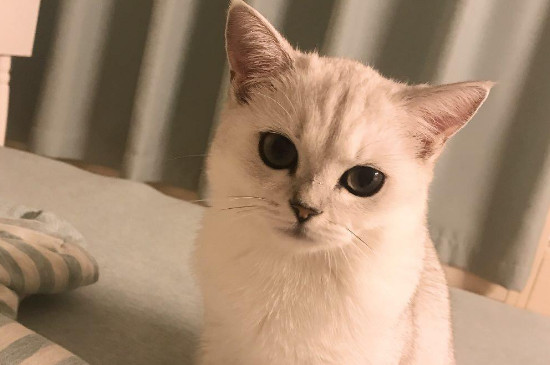 猫咪乱尿怎么教育