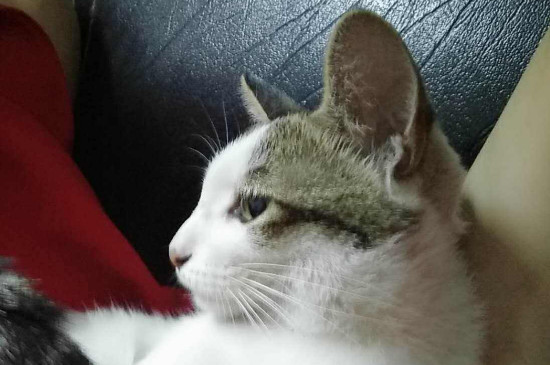 母猫能不能绝育