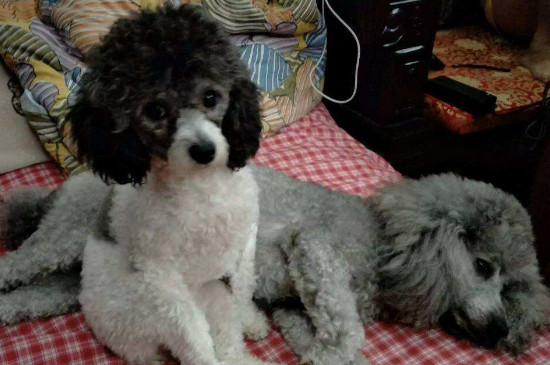 狗为什么越打越不听话
