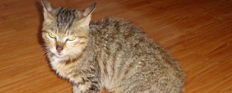 猫丢了会想主人吗