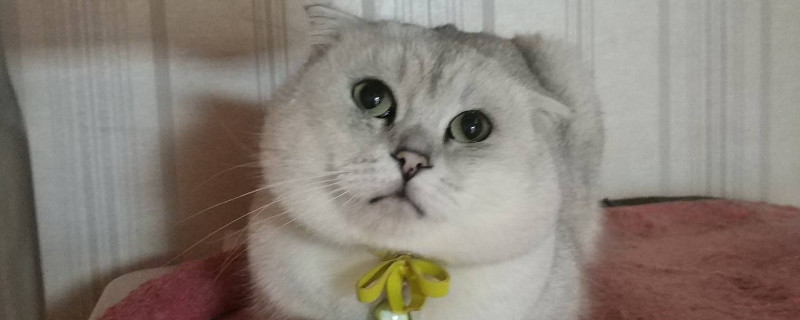 大猫到新家多久不会叫