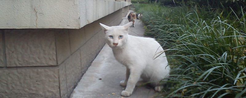 野猫吃什么