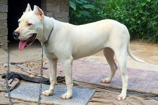 养杜高犬危险吗