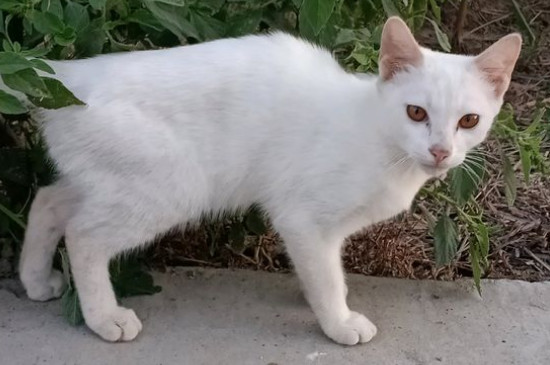 猫能喝酸奶吗
