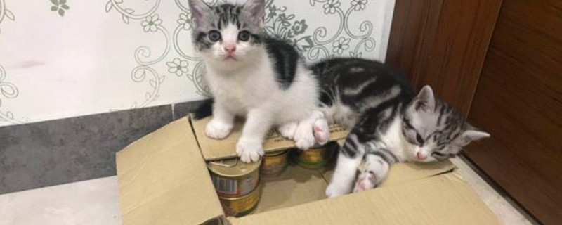 猫咪滴虫会自愈吗