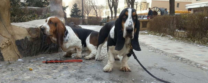 巴吉度犬为什么被禁养