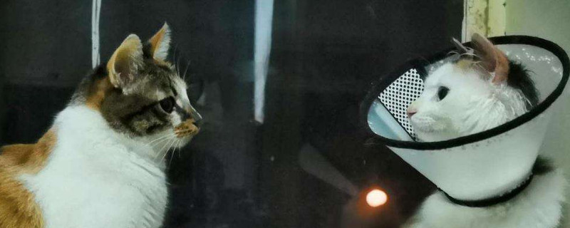家猫放生技巧，如何处理不想养的猫