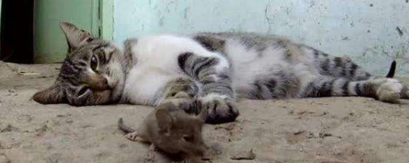 怎么判断猫咪死了没有