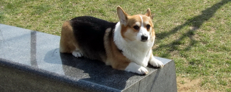 柯基臭吗