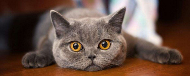 猫咪眼睛上面的毛稀疏